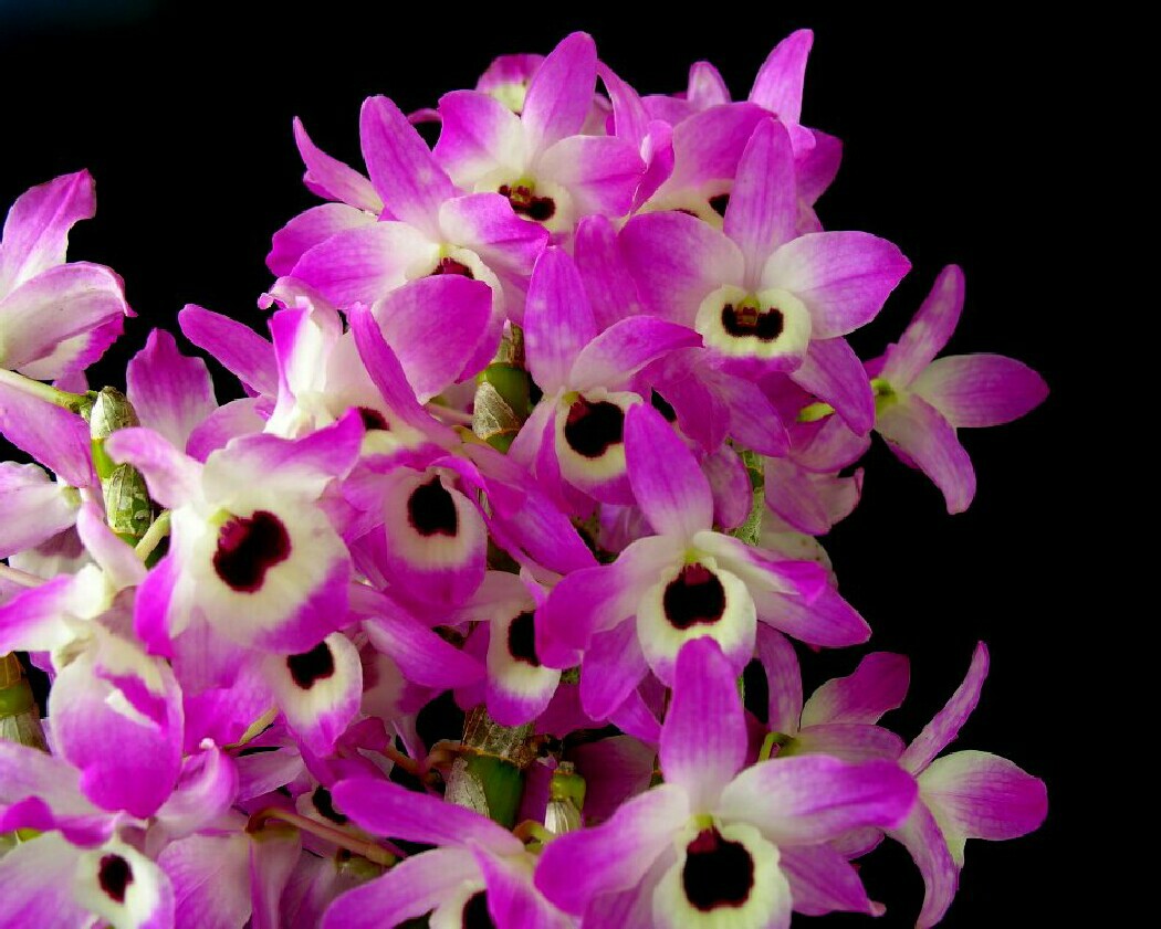 http://www.gardenislandorchidsociety.org/OrchidTips/Images/ORC%20-%20030%20-%20Nobile%20Dendrobium.jpg