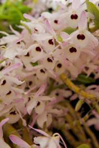 kauai orchid