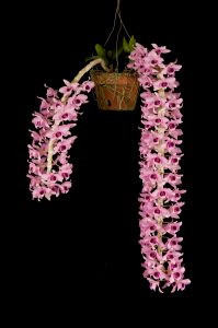 hanging orchid kauai