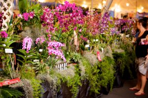 Fall Orchid Show