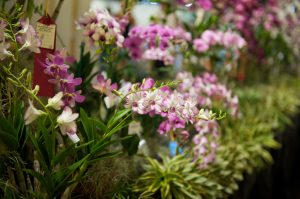Spring Orchid Show in Kauai